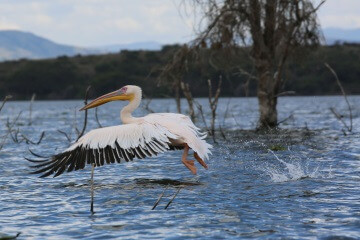 Kenya-Pélican lac Naivasha