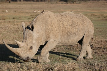 Rhinoceros-Kenya