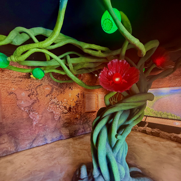 Plant de pavot en décoration à l'entrée du musée de l'opium, Chiang Rai, Thailande