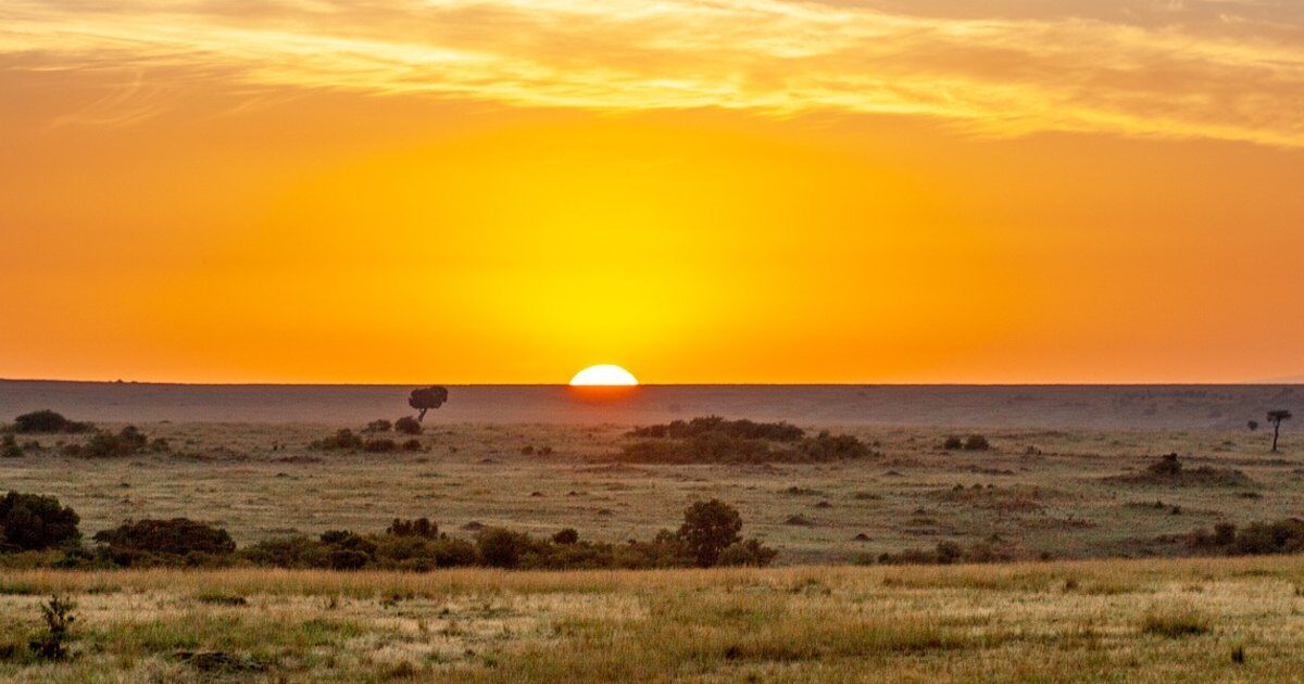 Safari en Afrique selon son budget