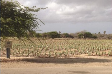 Plantation d’aloes