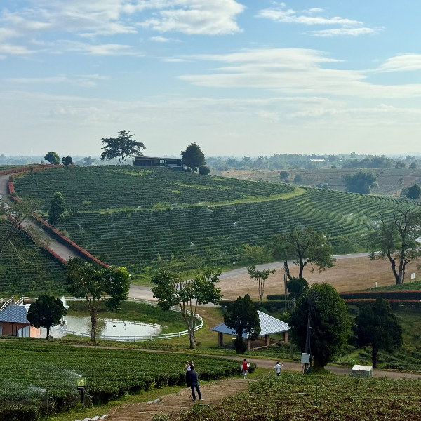 Plantation de thés en montagne à Chiang Rai, Thailande
