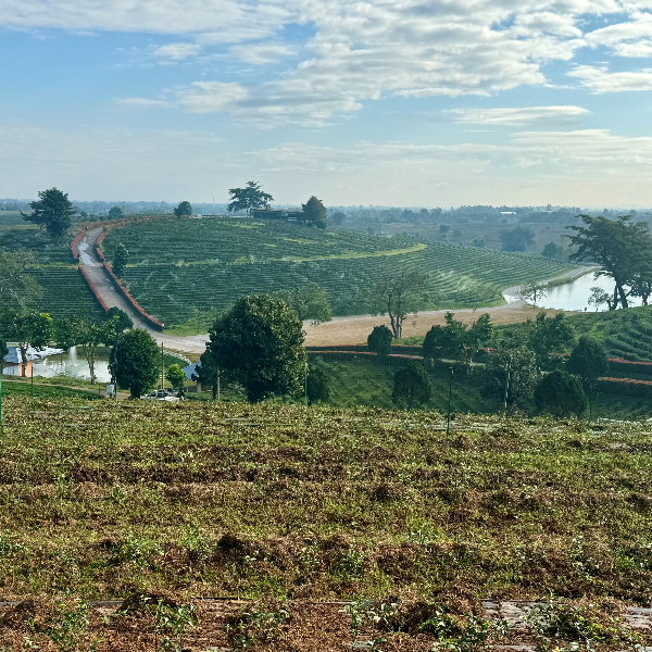 Plantation de thés en cascade à Chian Rai, Thailand