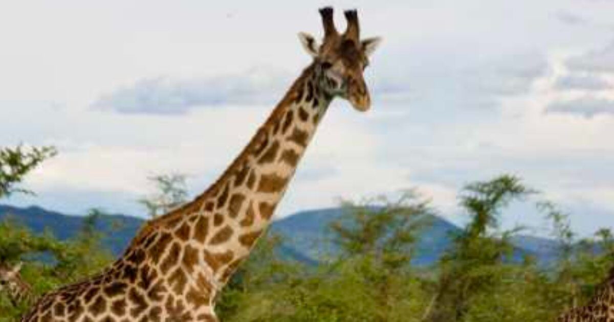 Image de partage de l’article sur le safari en Afrique de l’Est