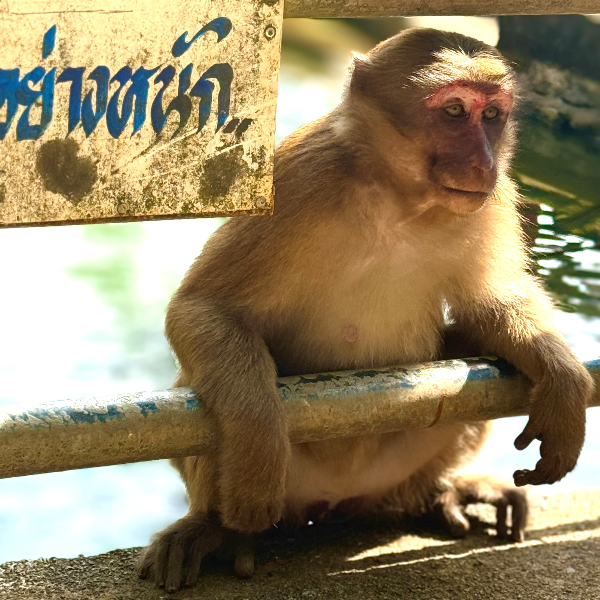 Singe sur un pont d'un temple à Chiang Rai en Thailande